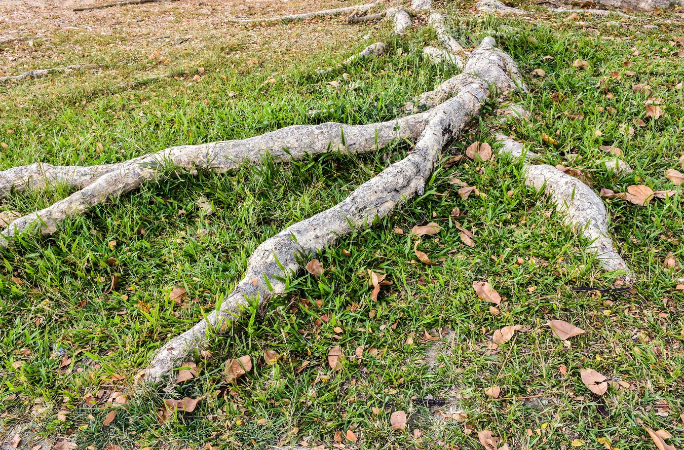 The root of old tree above the ground